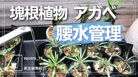 腰水|【失敗しない】多肉植物での腰水の方法について